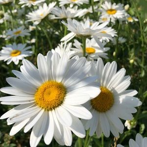 Meet your Posher, Ava